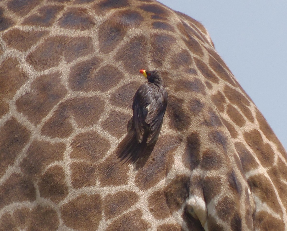 rødnebboksehakker - ML645829728