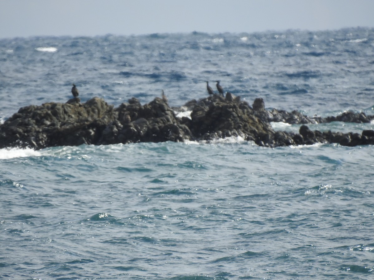 European Shag - ML645829729