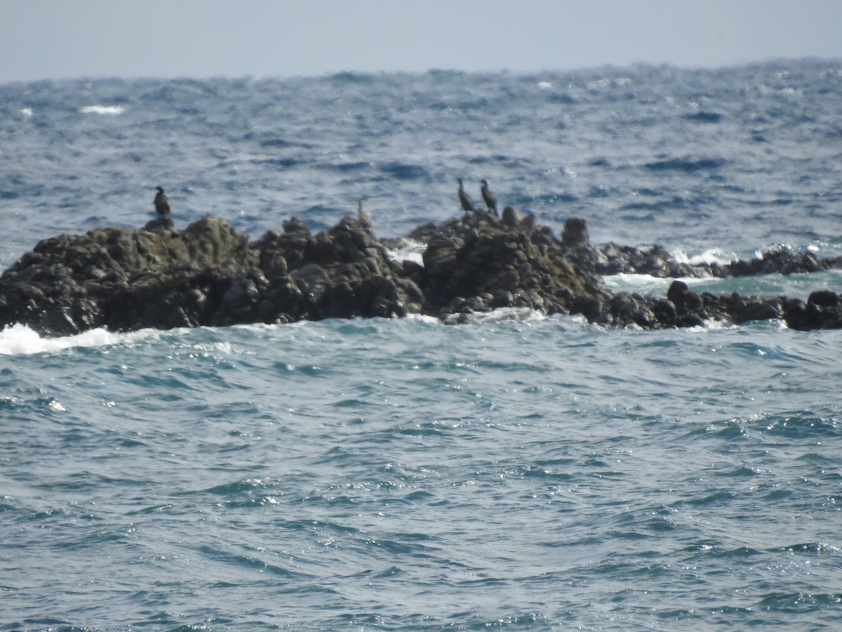 Хохлатый баклан - ML645829730