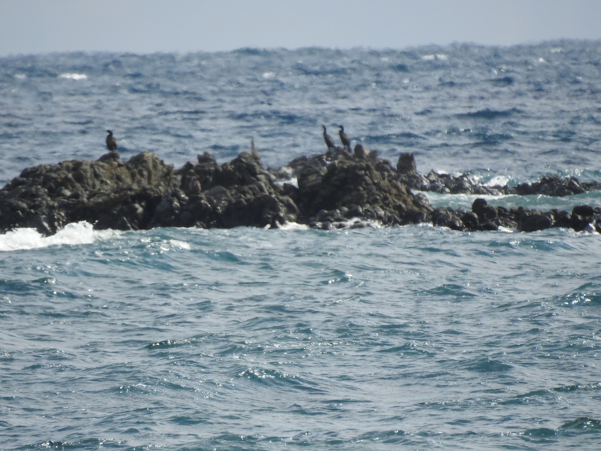 European Shag - ML645829731