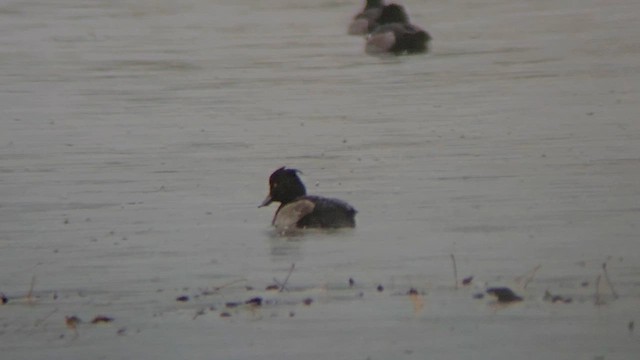 Tufted Duck - ML645829747