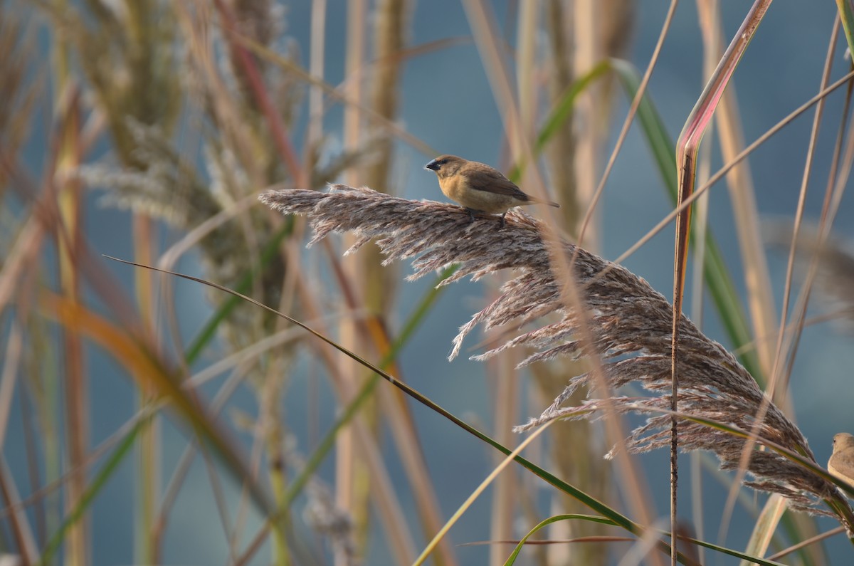 Scaly-breasted Munia - ML645829748