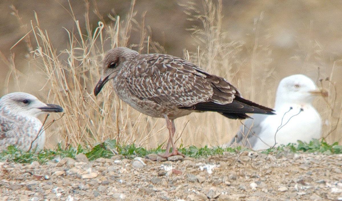 Zafferano - ML645829749