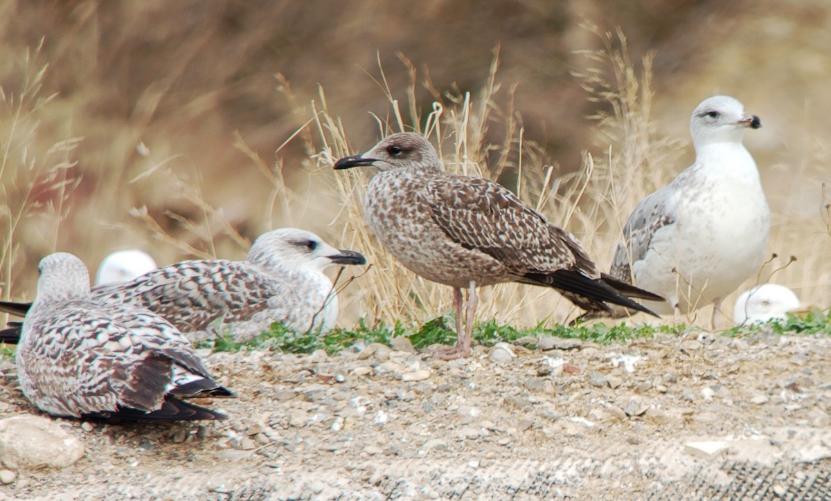 Zafferano - ML645829750