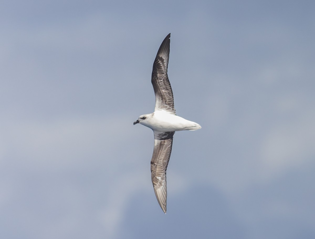 White-headed Petrel - ML645829757