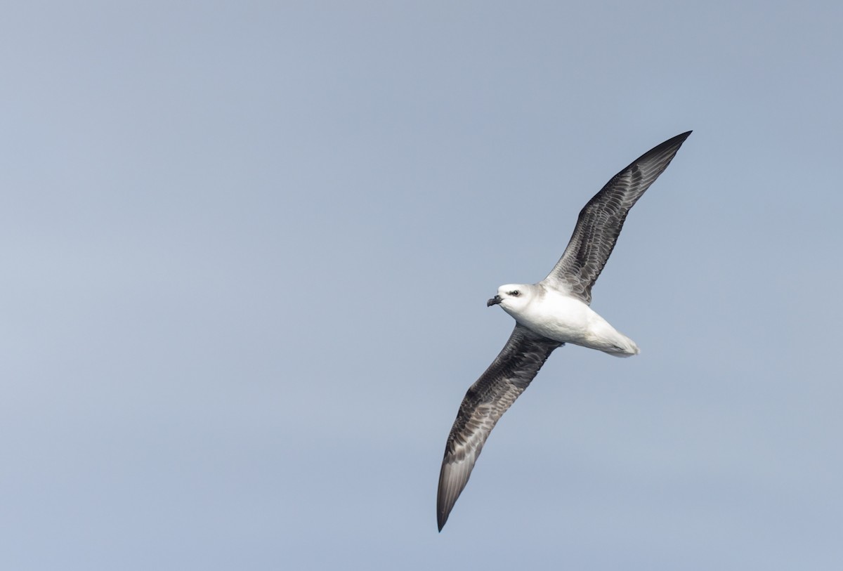 White-headed Petrel - ML645829758