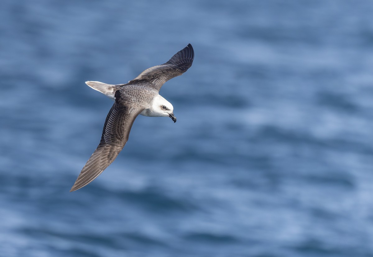 White-headed Petrel - ML645829759