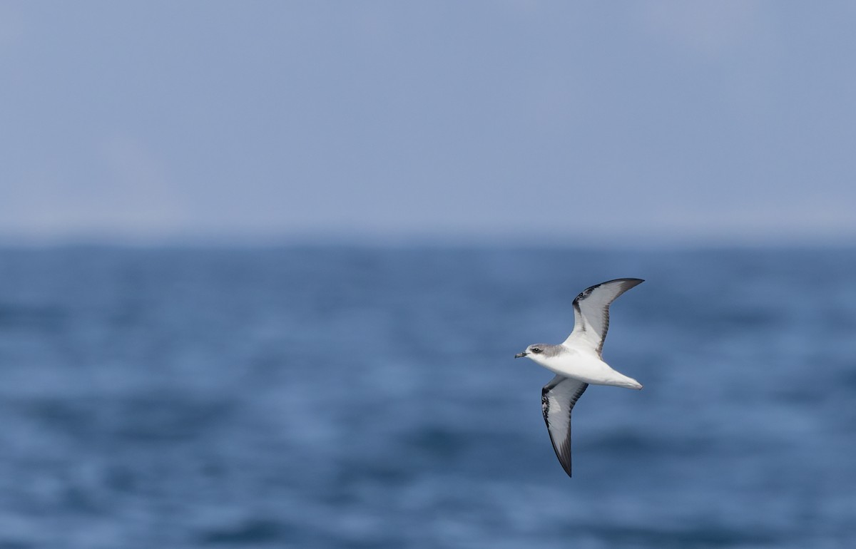 Cook's Petrel - ML645829761
