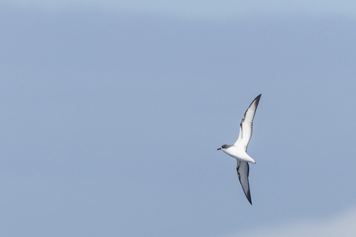 Cook's Petrel - ML645829762
