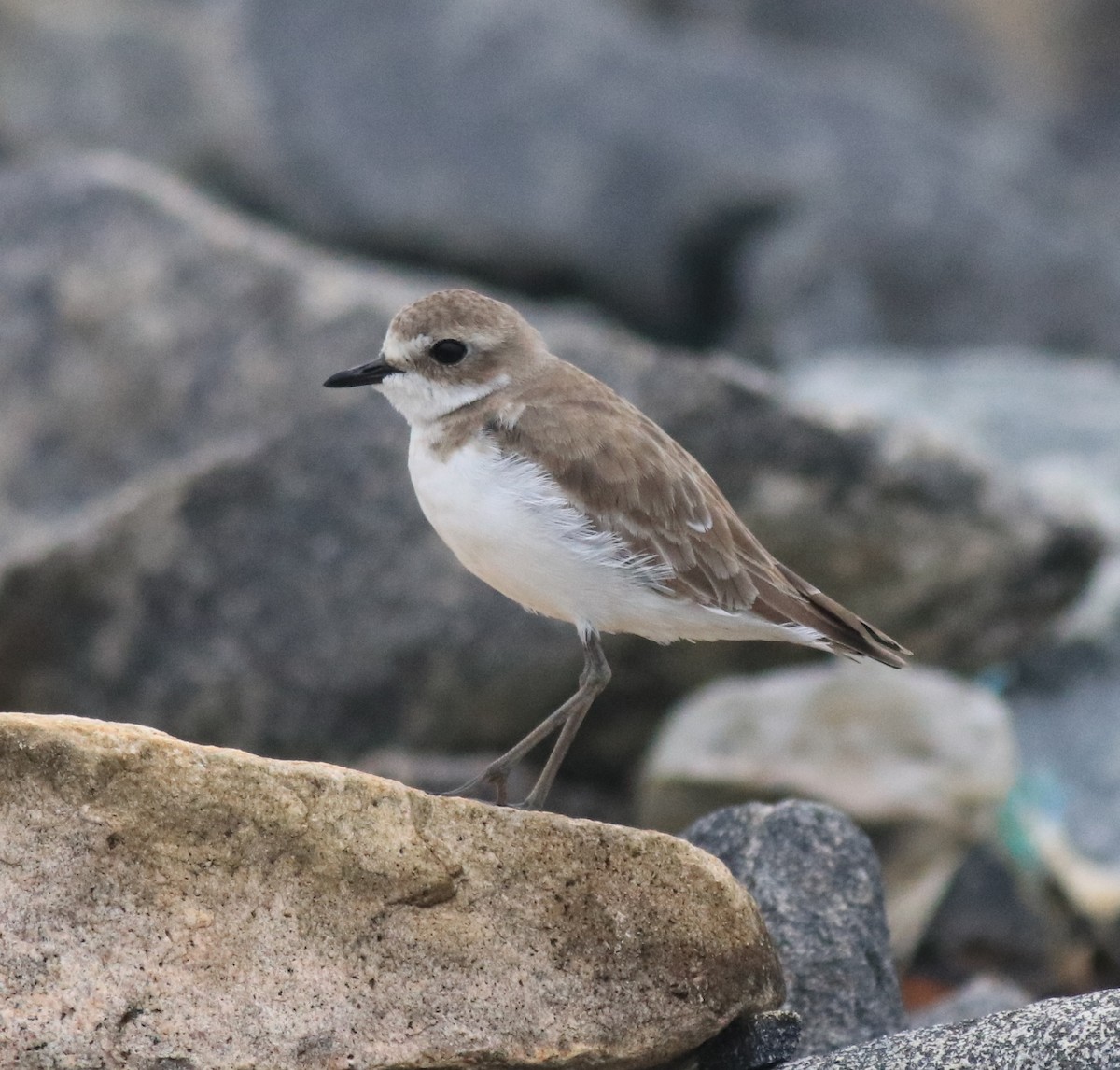 Tibet Cılıbıtı - ML645829775