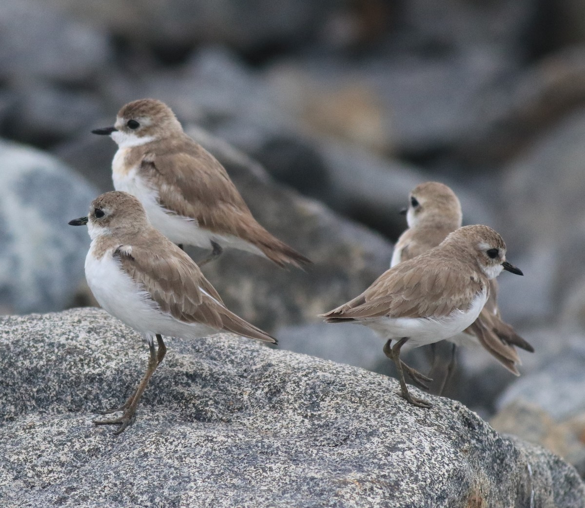 Chorlitejo Tibetano - ML645829780