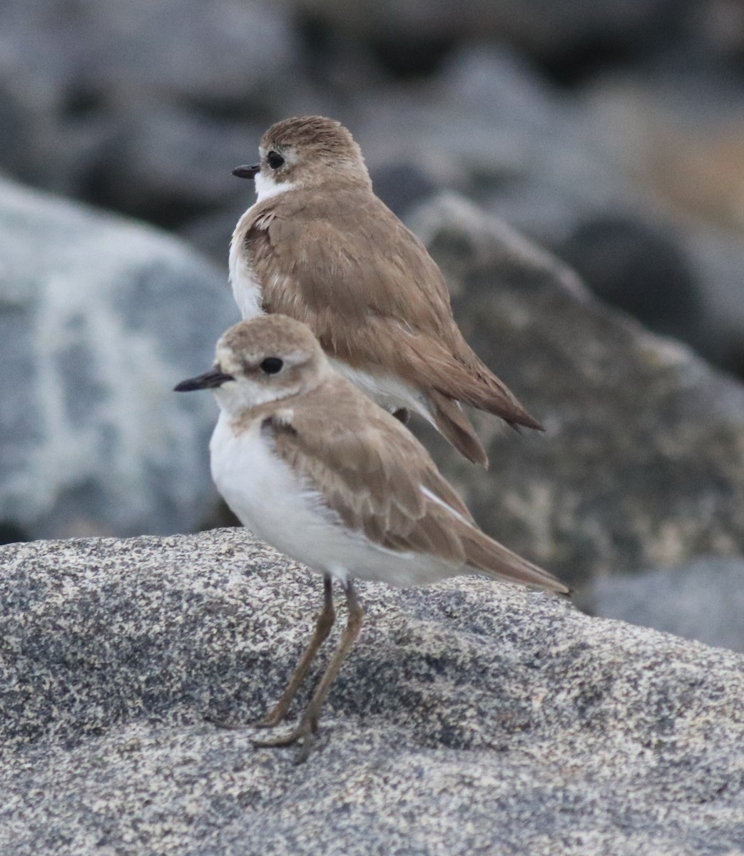 Chorlitejo Tibetano - ML645829781