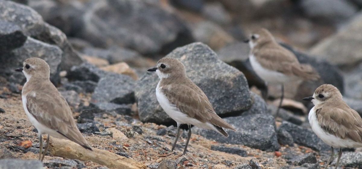 Chorlitejo Tibetano - ML645829783