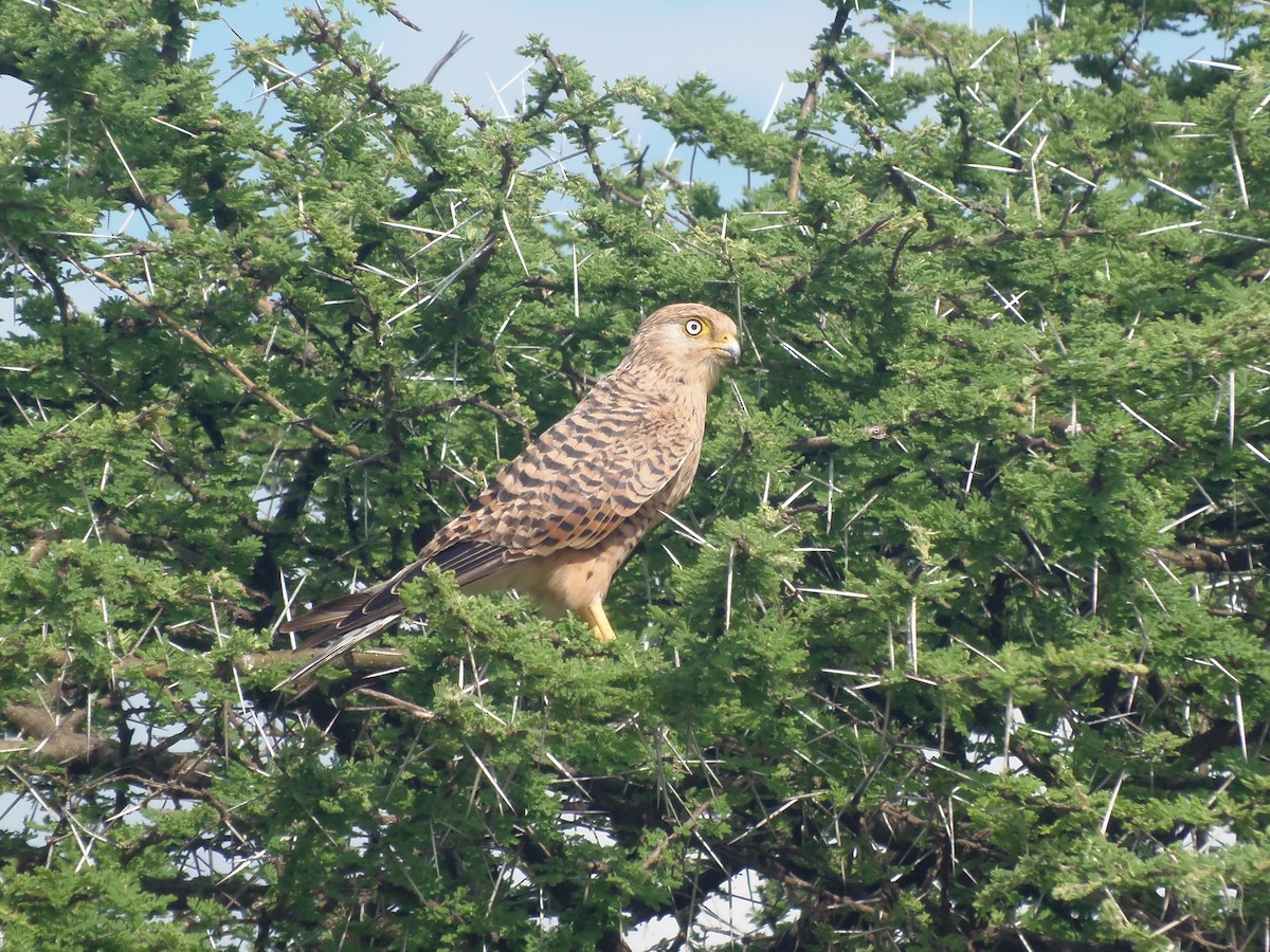 Cernícalo Ojiblanco - ML645829803