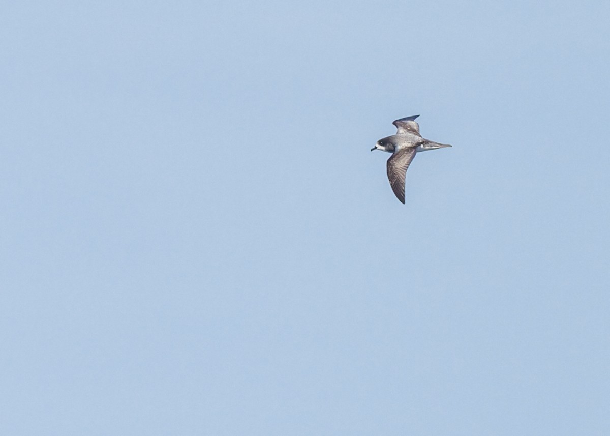 Gould's Petrel - ML645829809