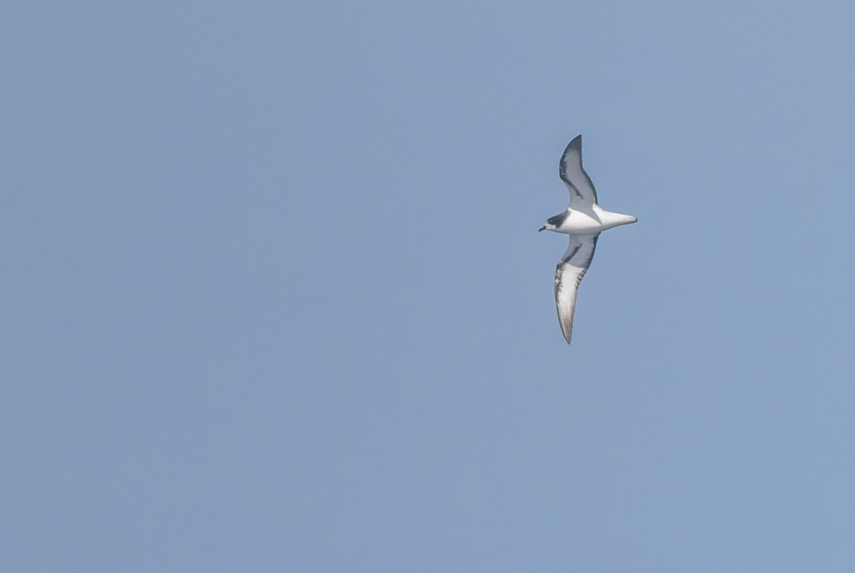 Gould's Petrel - ML645829810