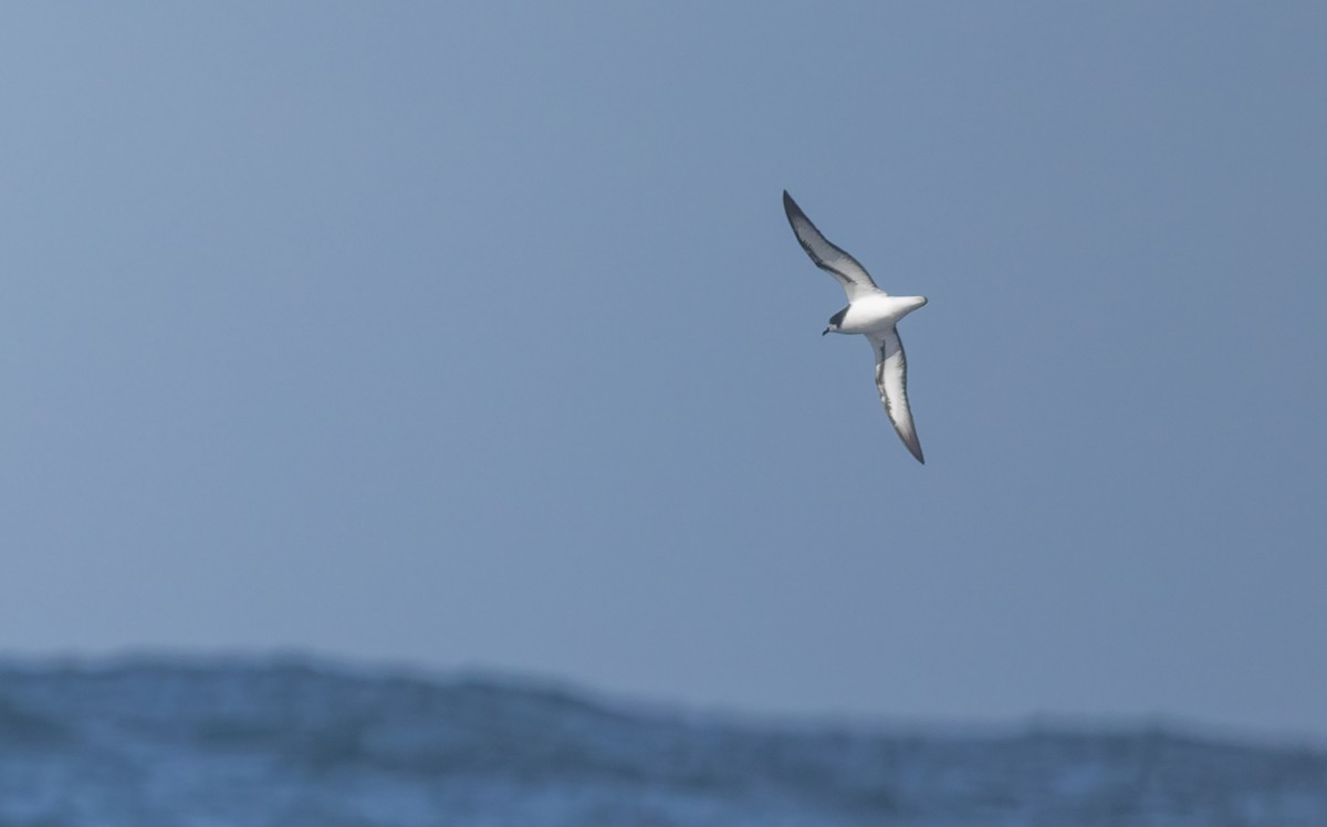 Gould's Petrel - ML645829811