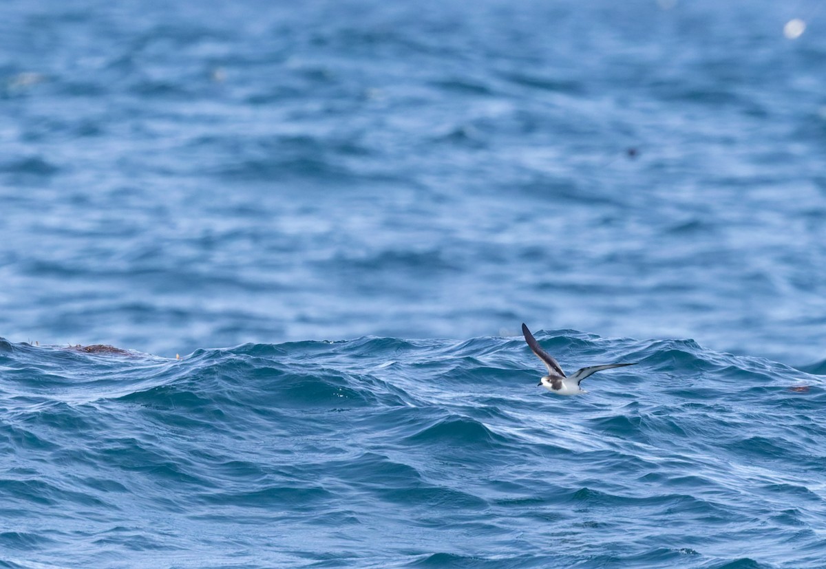 Gould's Petrel - ML645829812