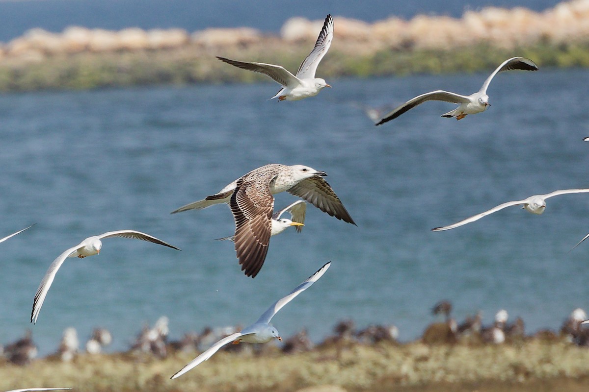 Zafferano - ML645829813