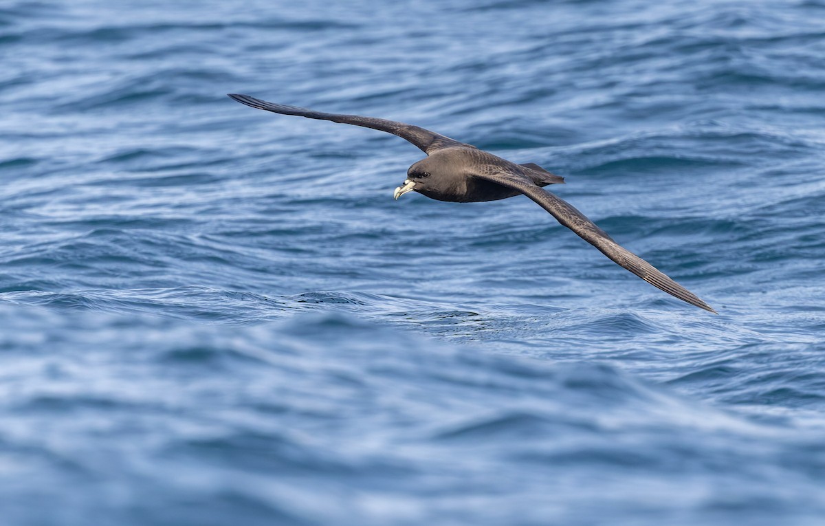 Beyaz Gıdılı Yelkovan - ML645829816