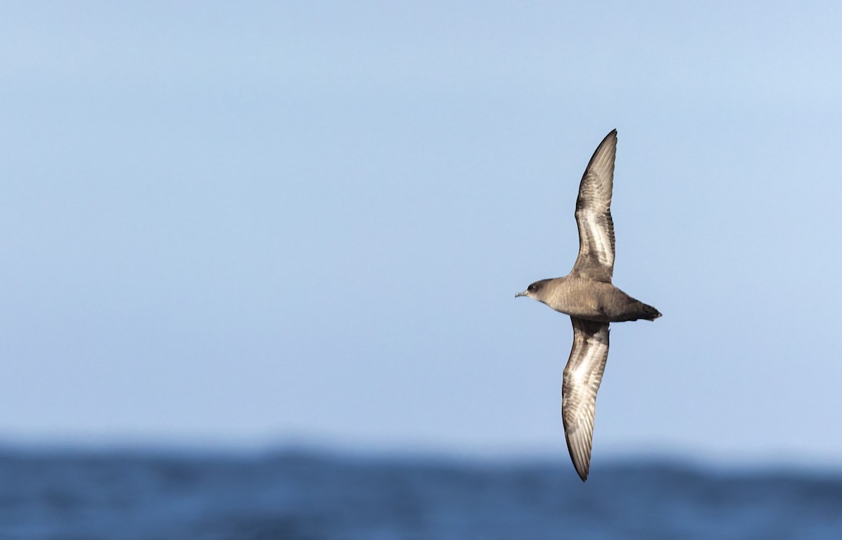 Short-tailed Shearwater - ML645829819