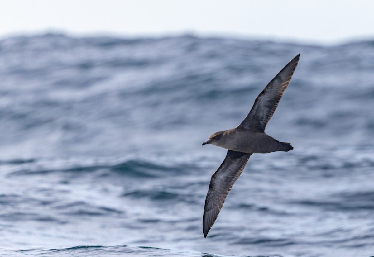 Short-tailed Shearwater - ML645829820
