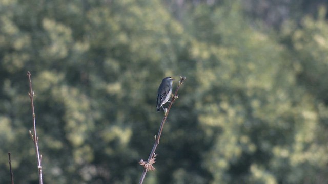 Pardalote Estriado (ornatus) - ML645829825