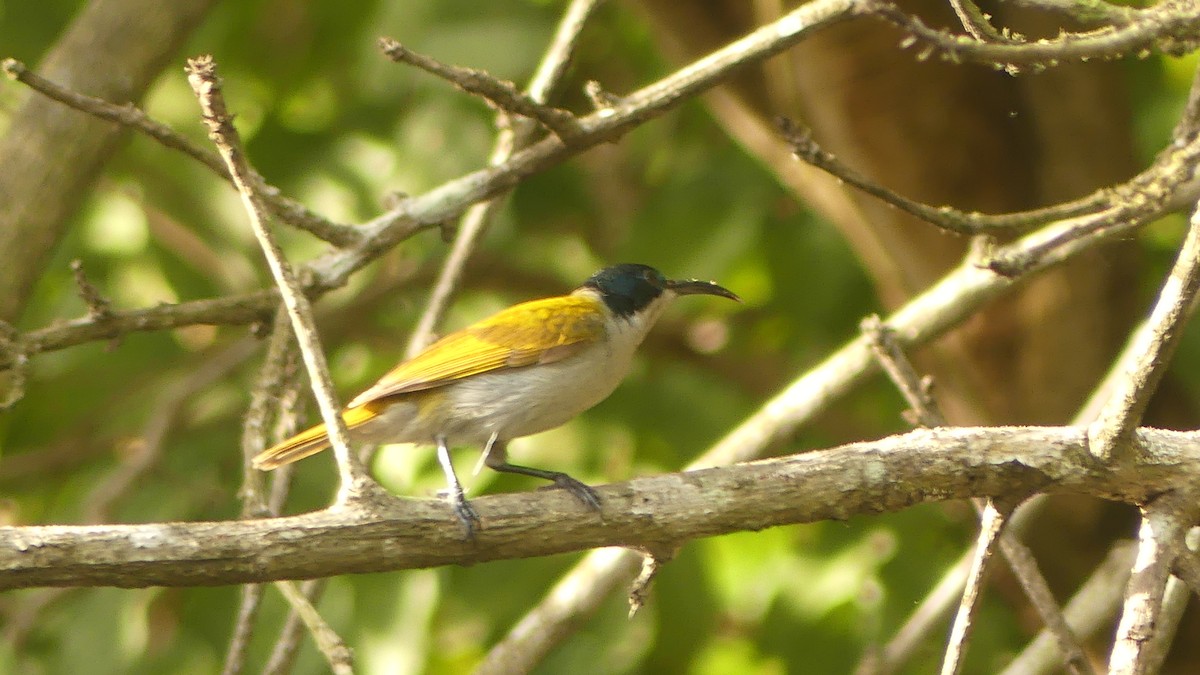 Green-headed Sunbird - ML645829827