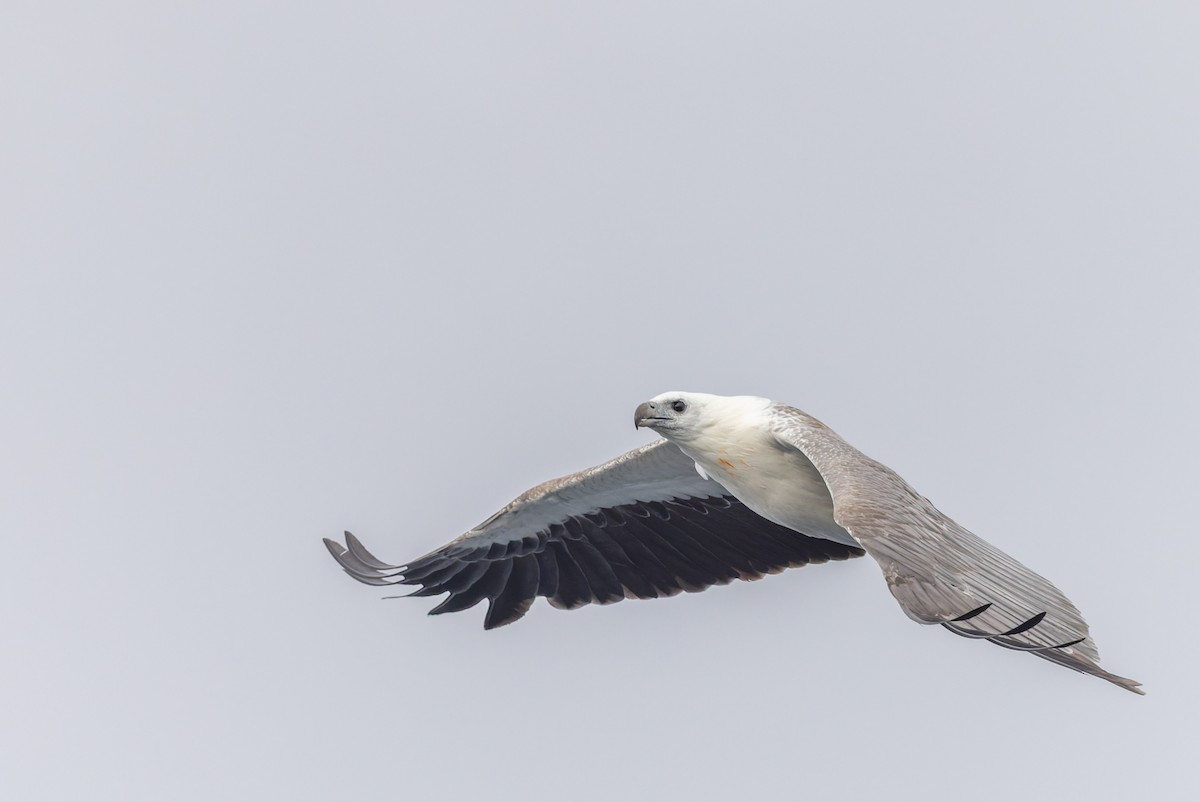 White-bellied Sea-Eagle - ML645829830
