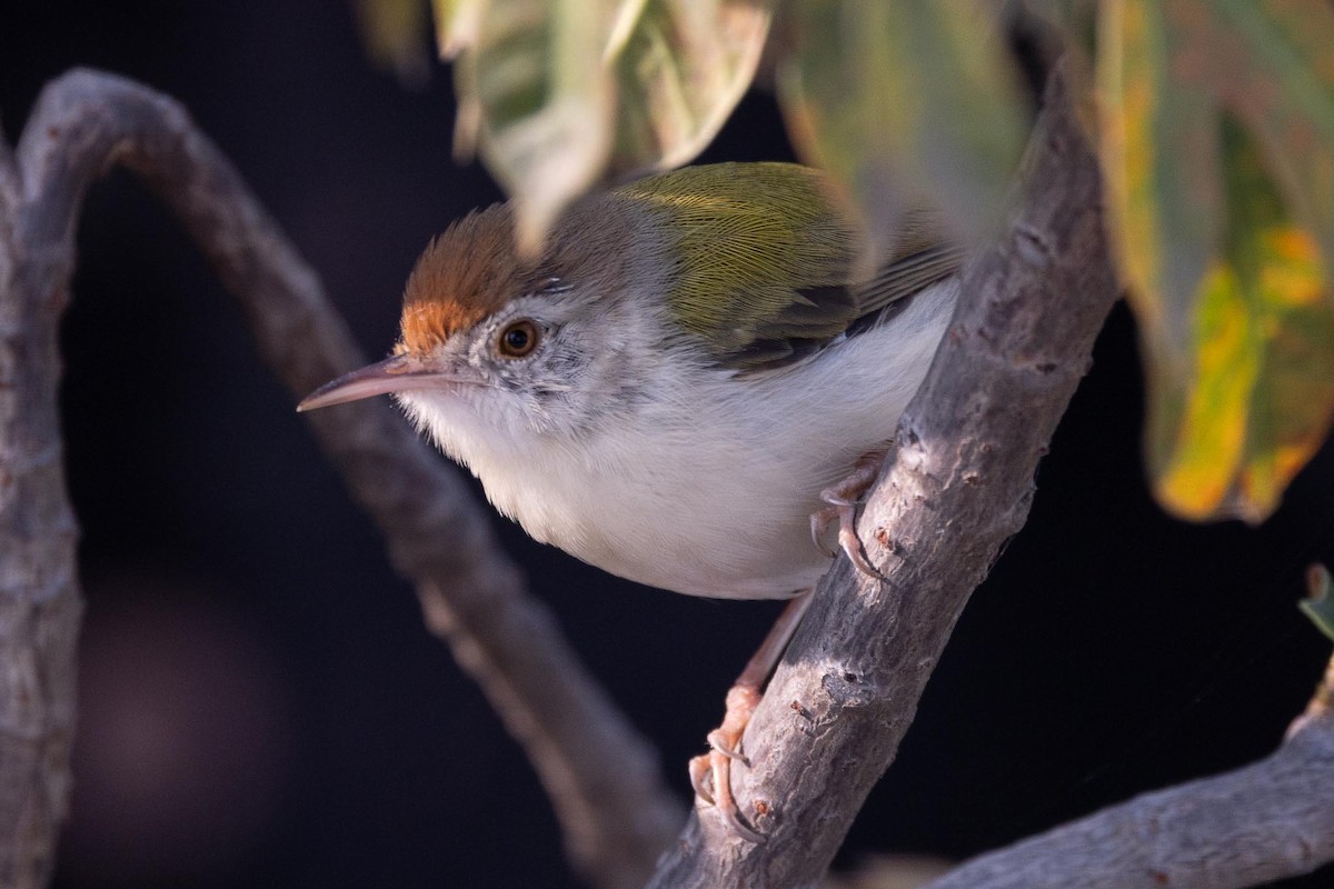 Sastrecillo Común - ML645829832