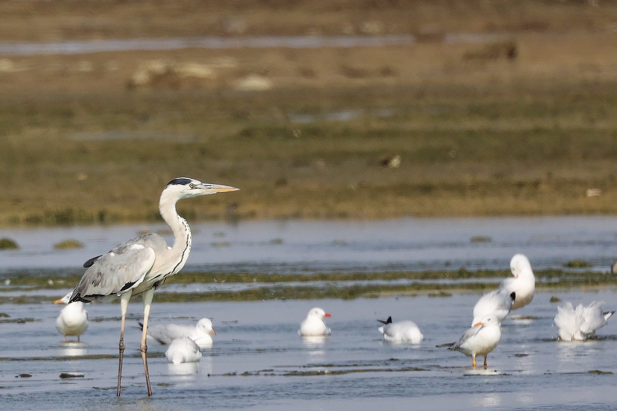 Garza Real - ML645829833