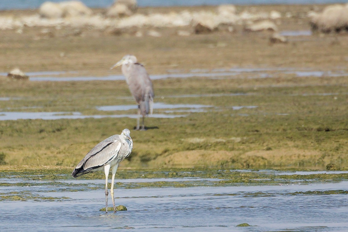 Garza Real - ML645829834