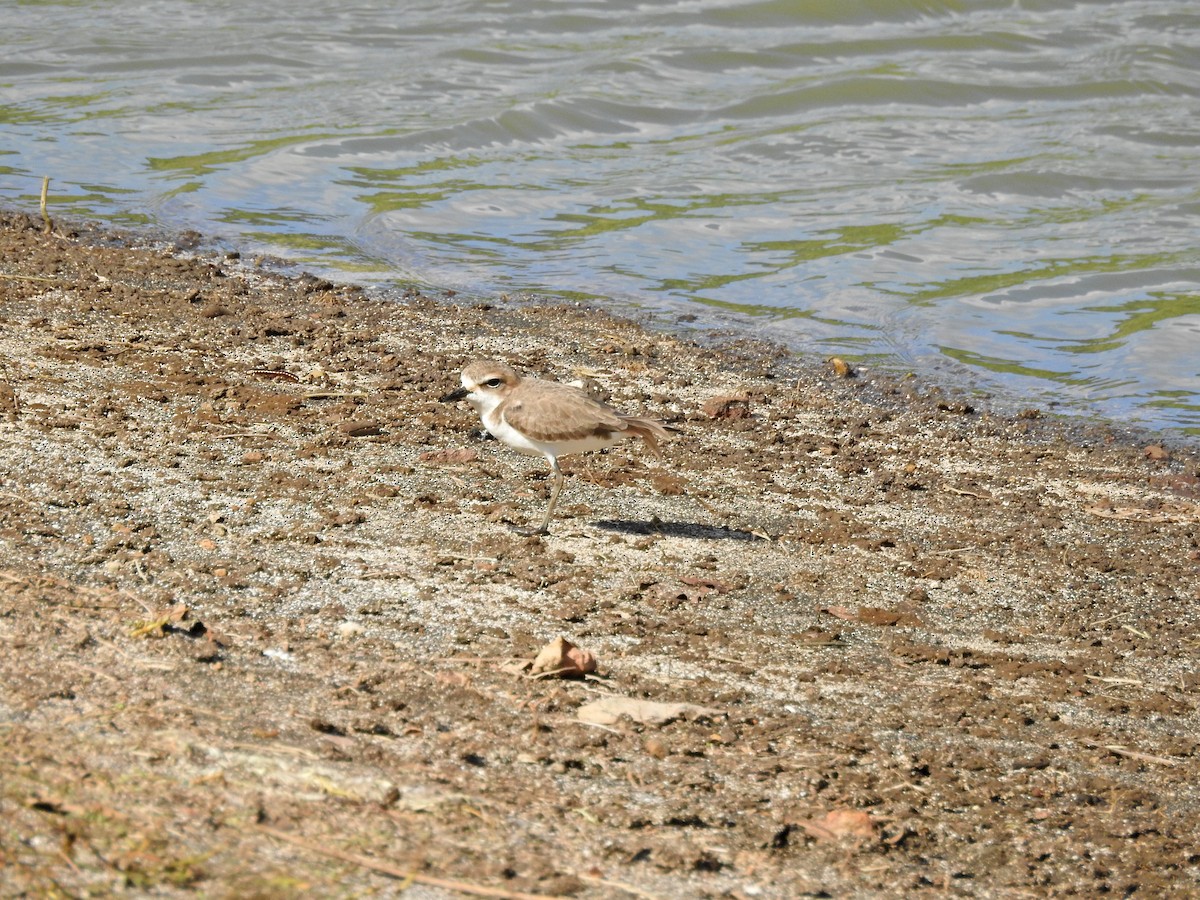 Chorlitejo Patinegro - ML645829835