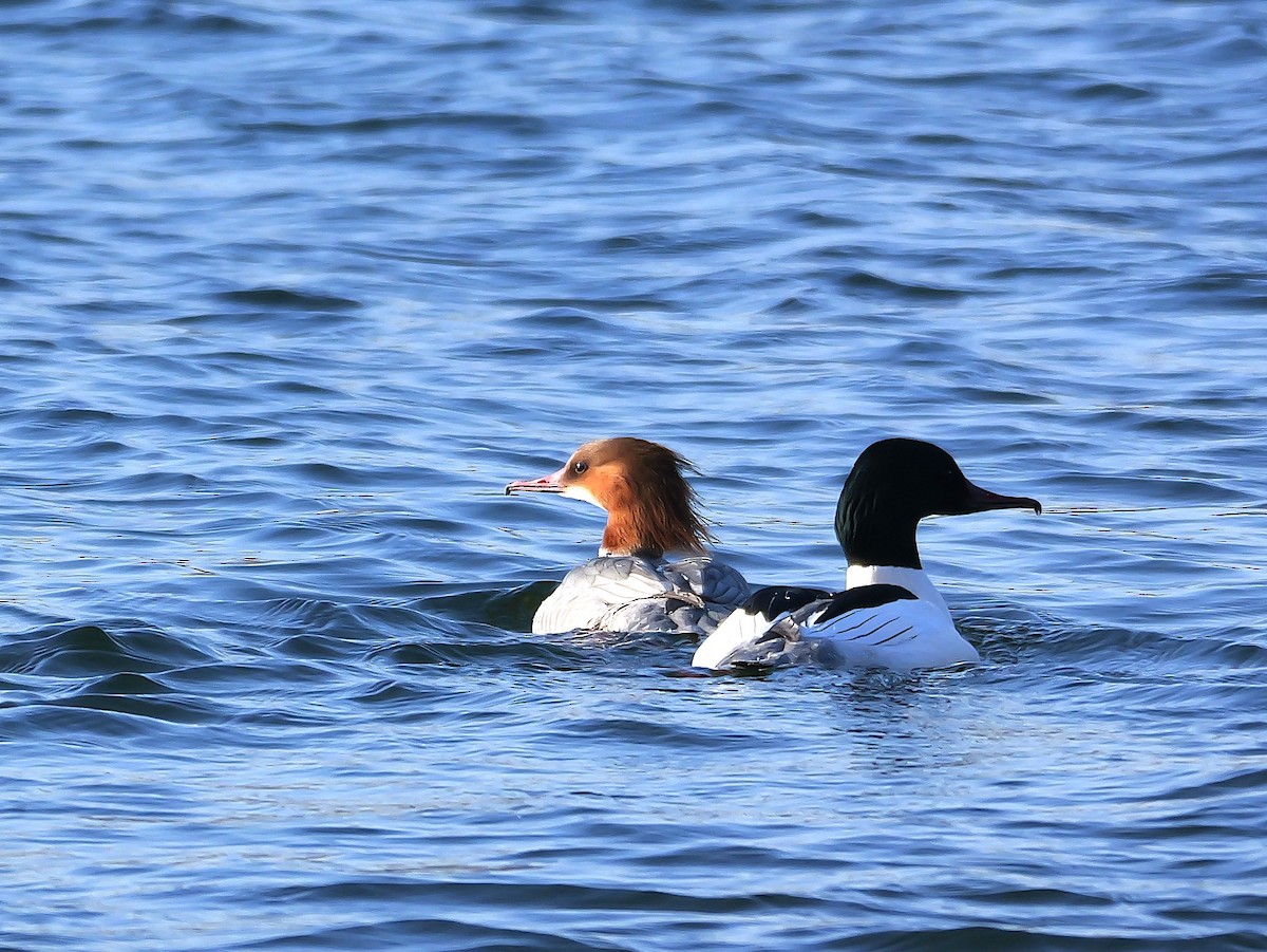 Serreta Grande - ML645829836