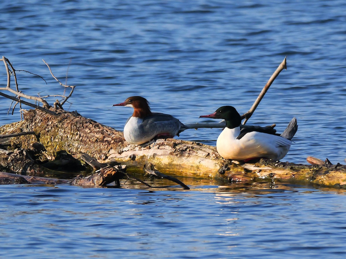 Serreta Grande - ML645829837