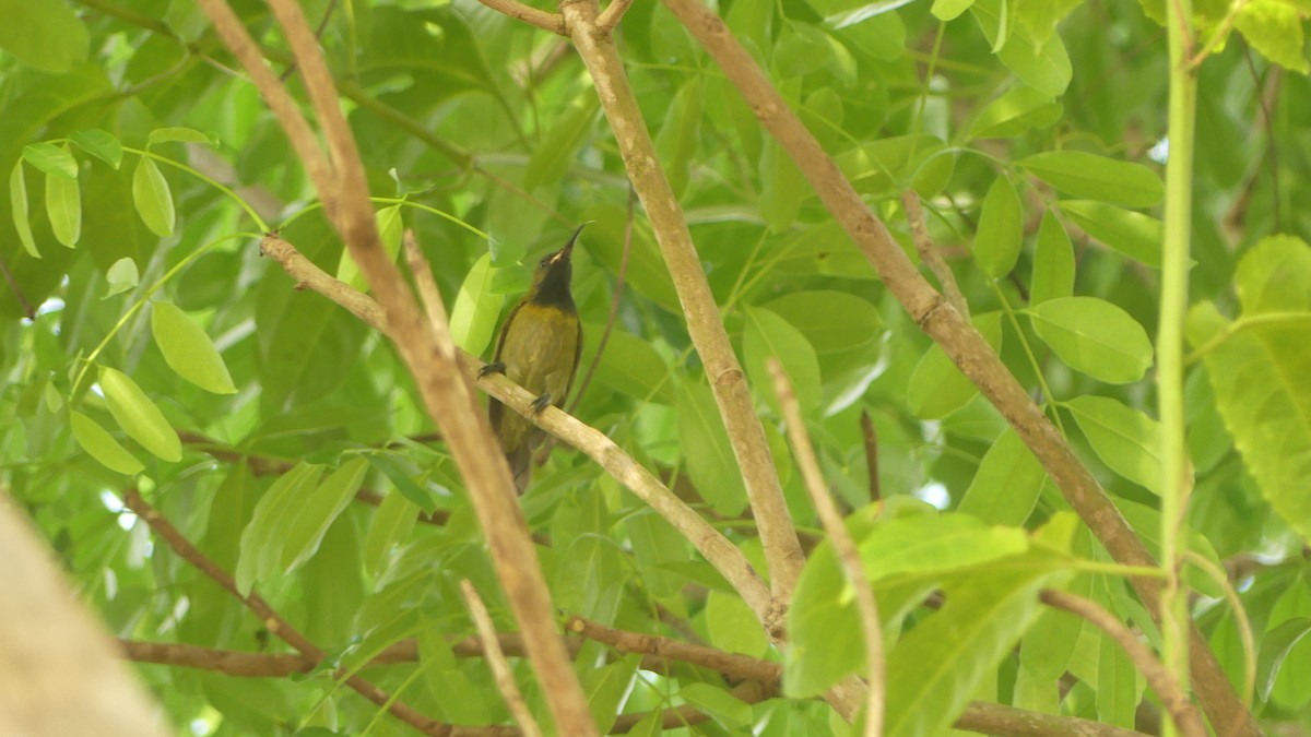 Suimanga Cabeciverde - ML645829838