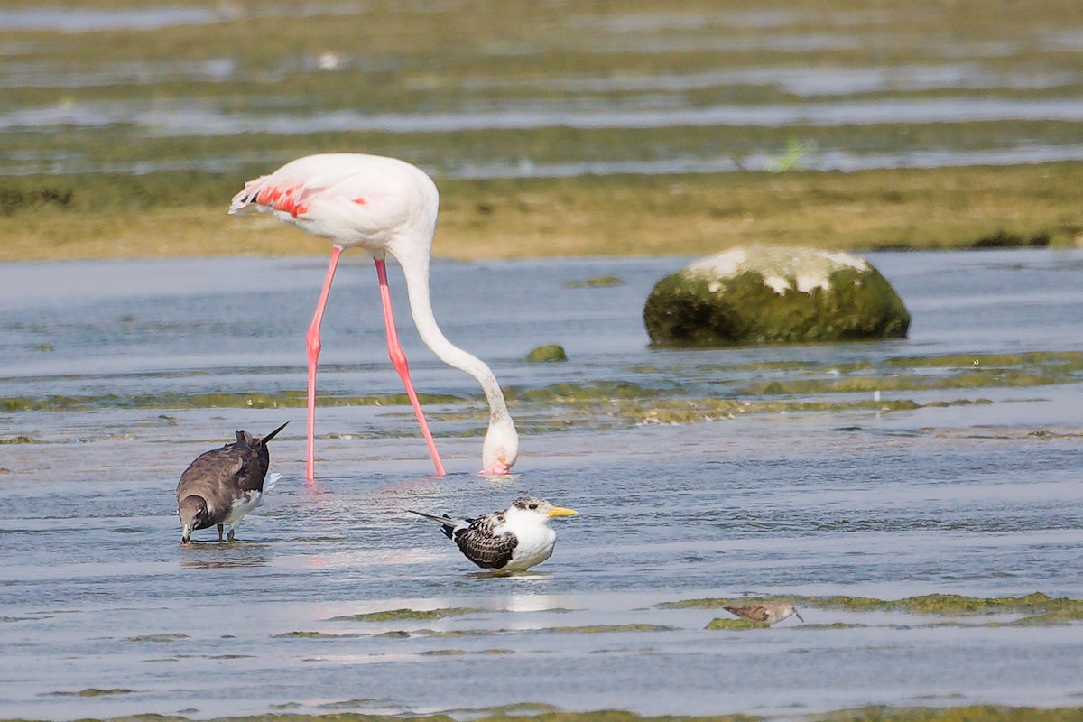 Flamenco Común - ML645829839