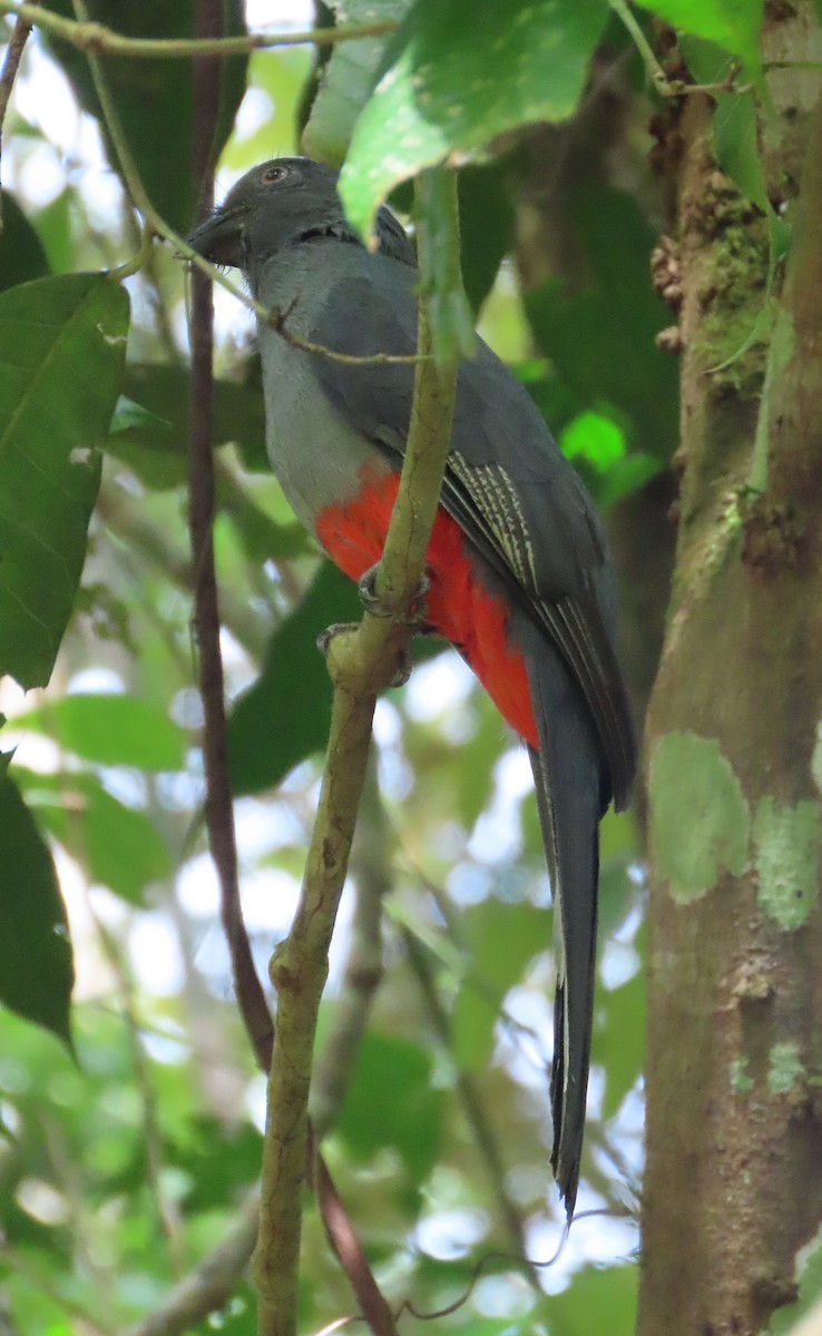Trogón de Baird - ML645829840