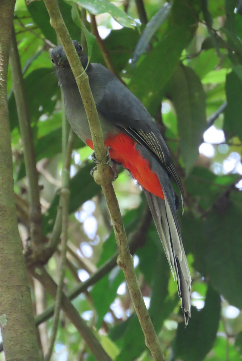 Trogón de Baird - ML645829841