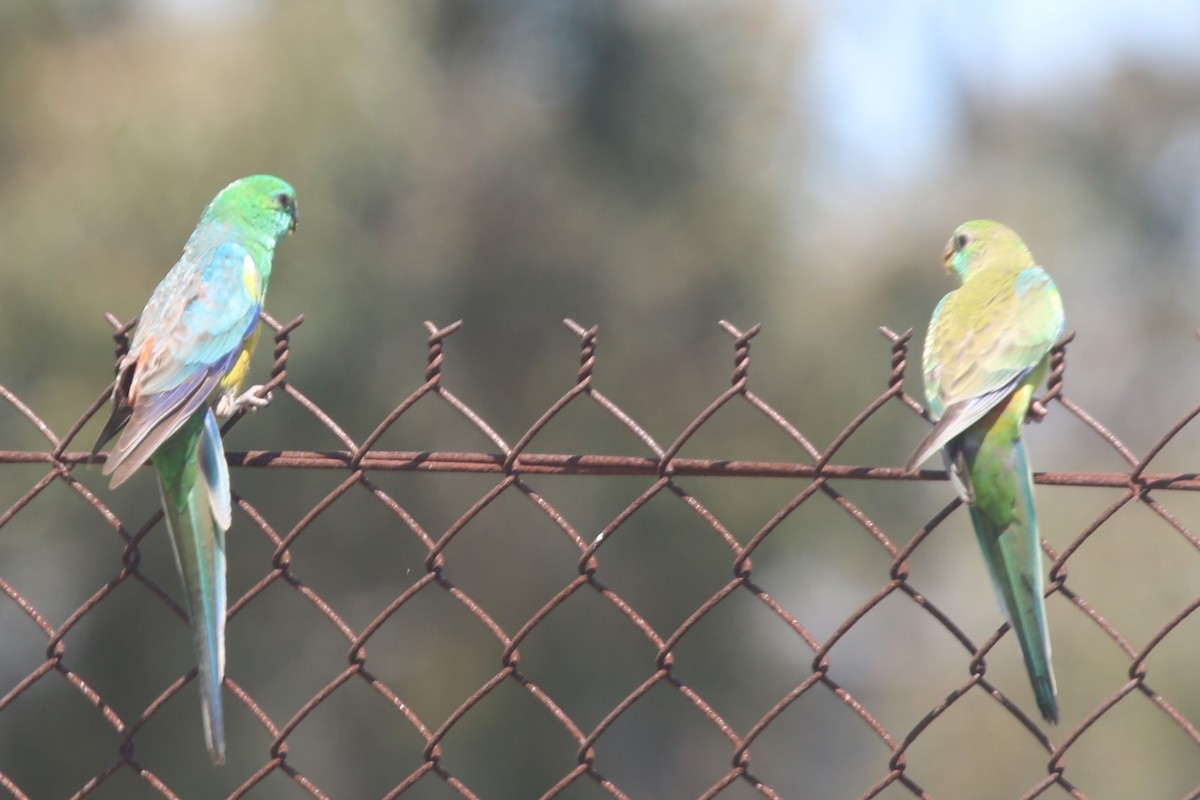 Perico Dorsirrojo - ML645829842