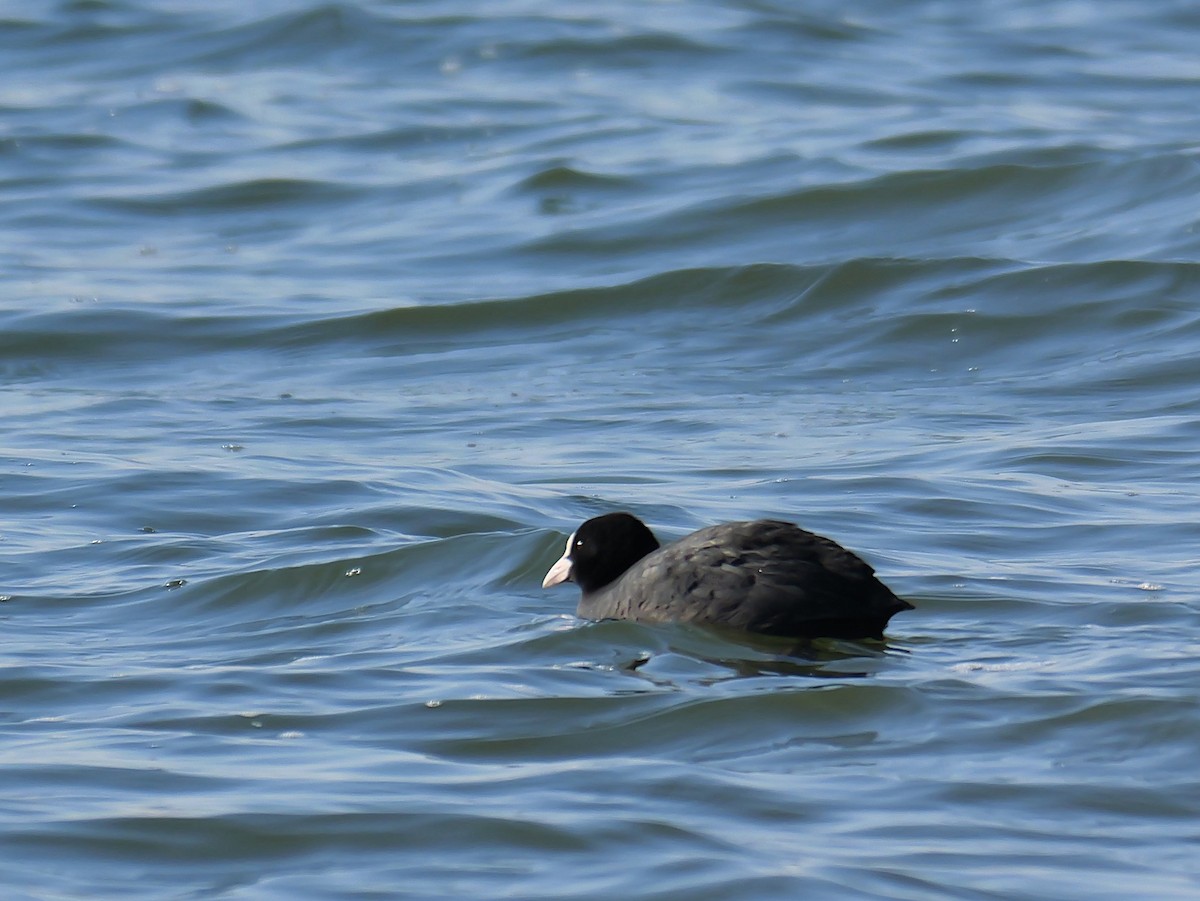 Focha Común - ML645829844