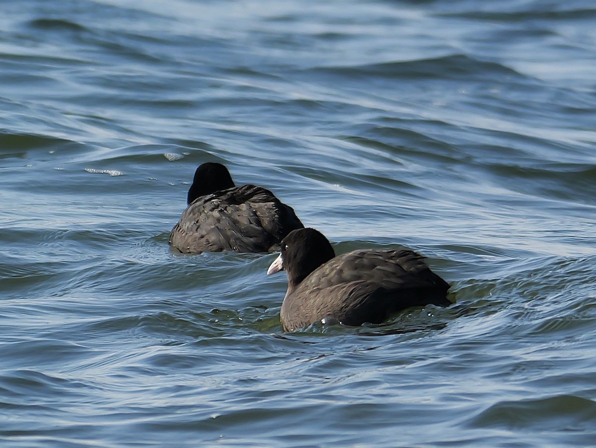 Focha Común - ML645829845