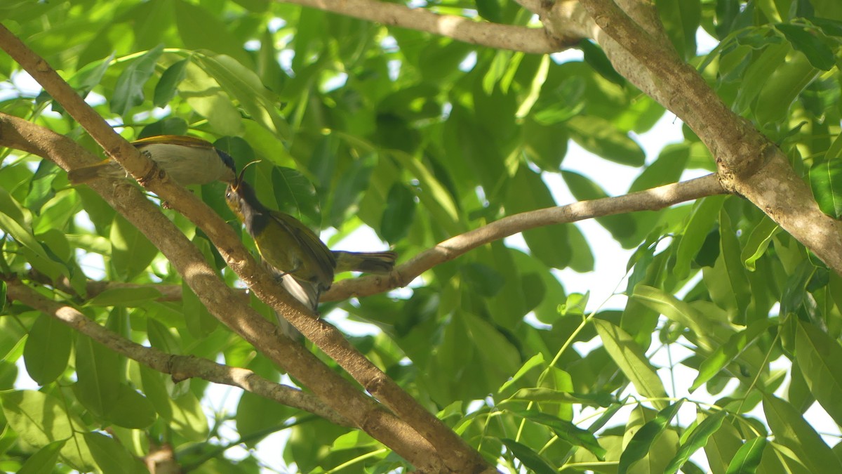 Suimanga Cabeciverde - ML645829846