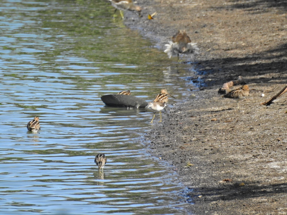 Agachadiza Común - ML645829847