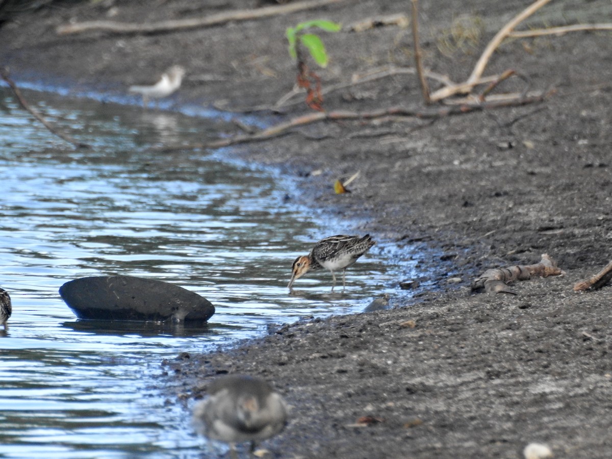 Agachadiza Común - ML645829848