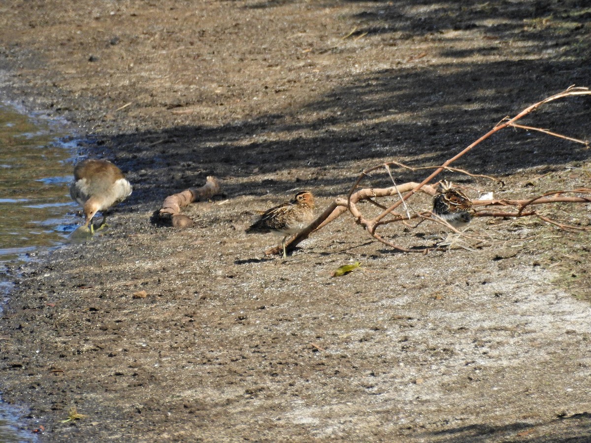 Agachadiza Común - ML645829849