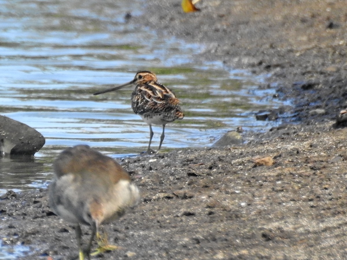 Agachadiza Común - ML645829850