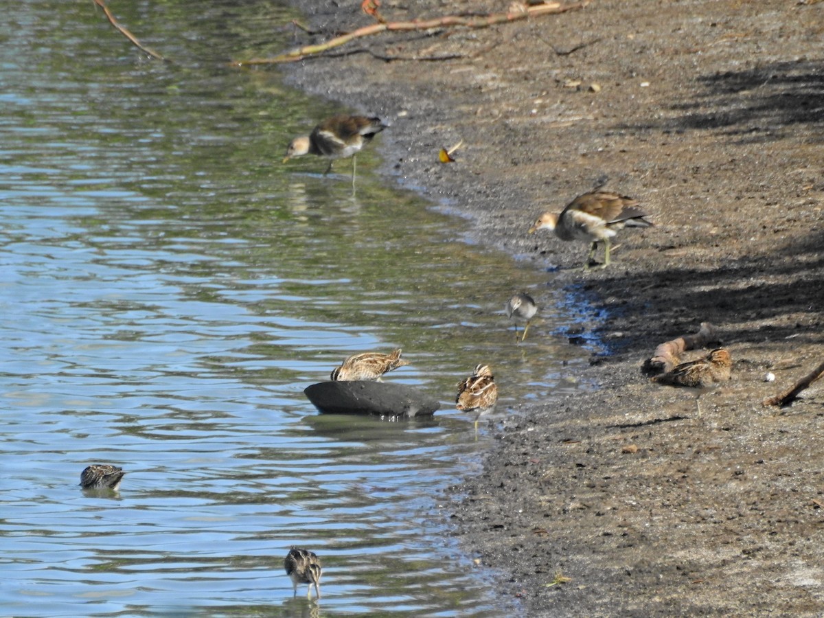 Agachadiza Común - ML645829851