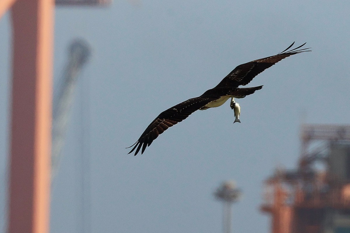 Águila Pescadora - ML645829852