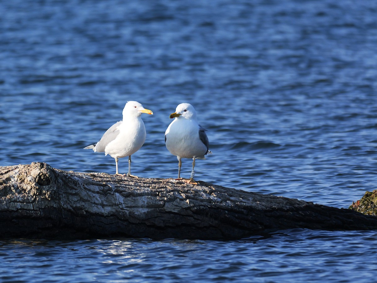 Gaviota del Caspio - ML645829853